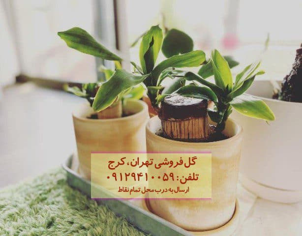 دراسنا بلالی مناسب برای دکوراسیون فضاهای کوچک