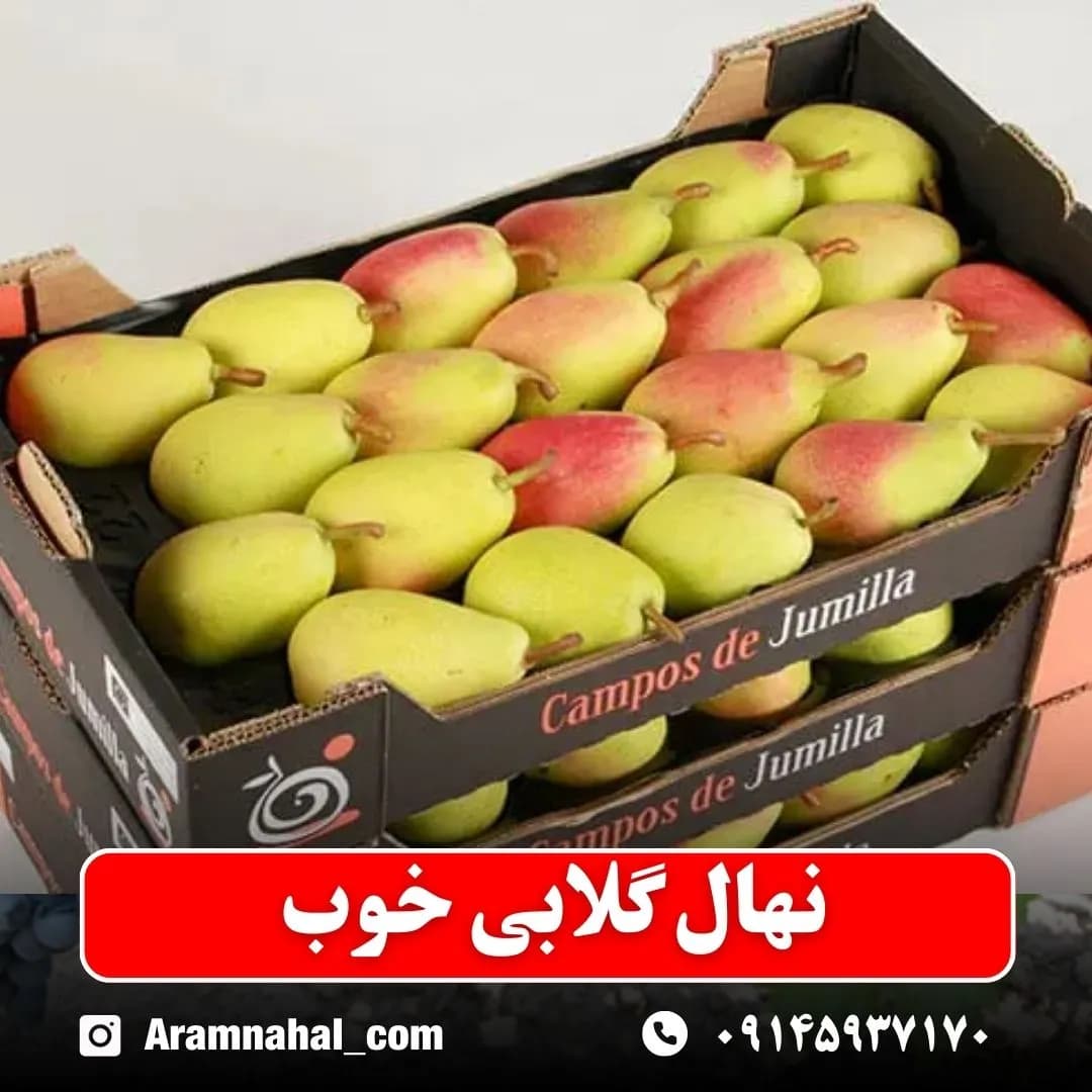 نهال گلابی خوب