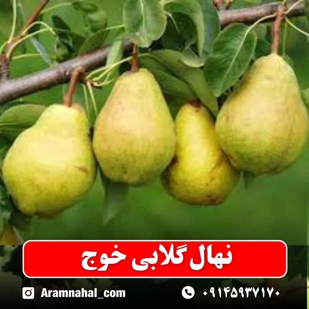 نهال گلابی خوج