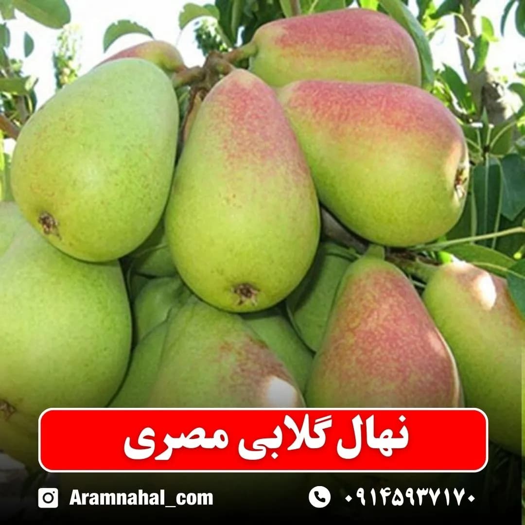 نهال گلابی مصری