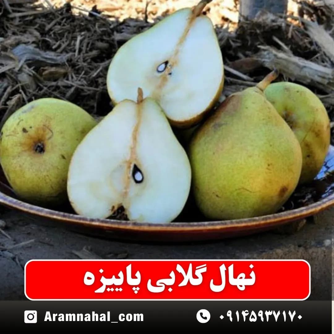 نهال گلابی پاییزه