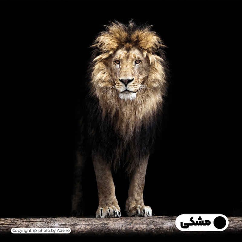 رو بالشی آدنو مدل شیر کد PR59 — تصویر ۲