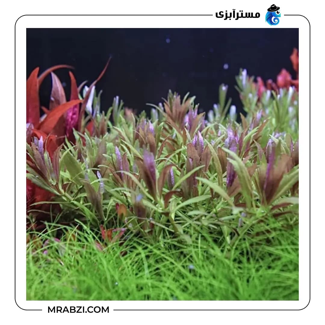 لیمنوفیلا آروماتیکا کوچک — تصویر ۳