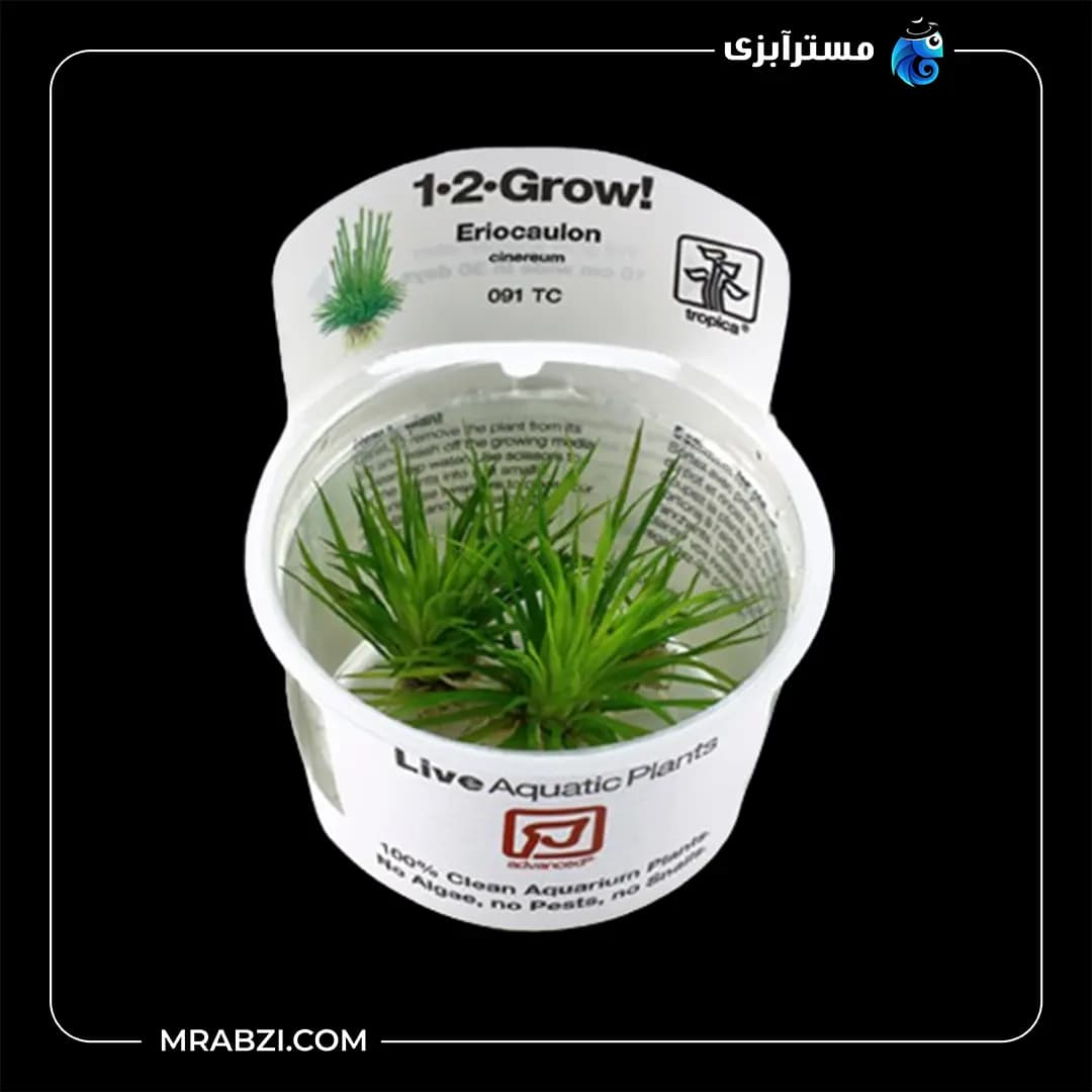 اریوکالن خاکستری