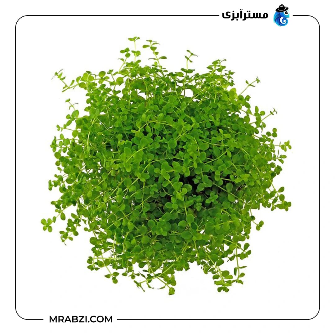 میکرانتموم مونت کارلو — تصویر ۲