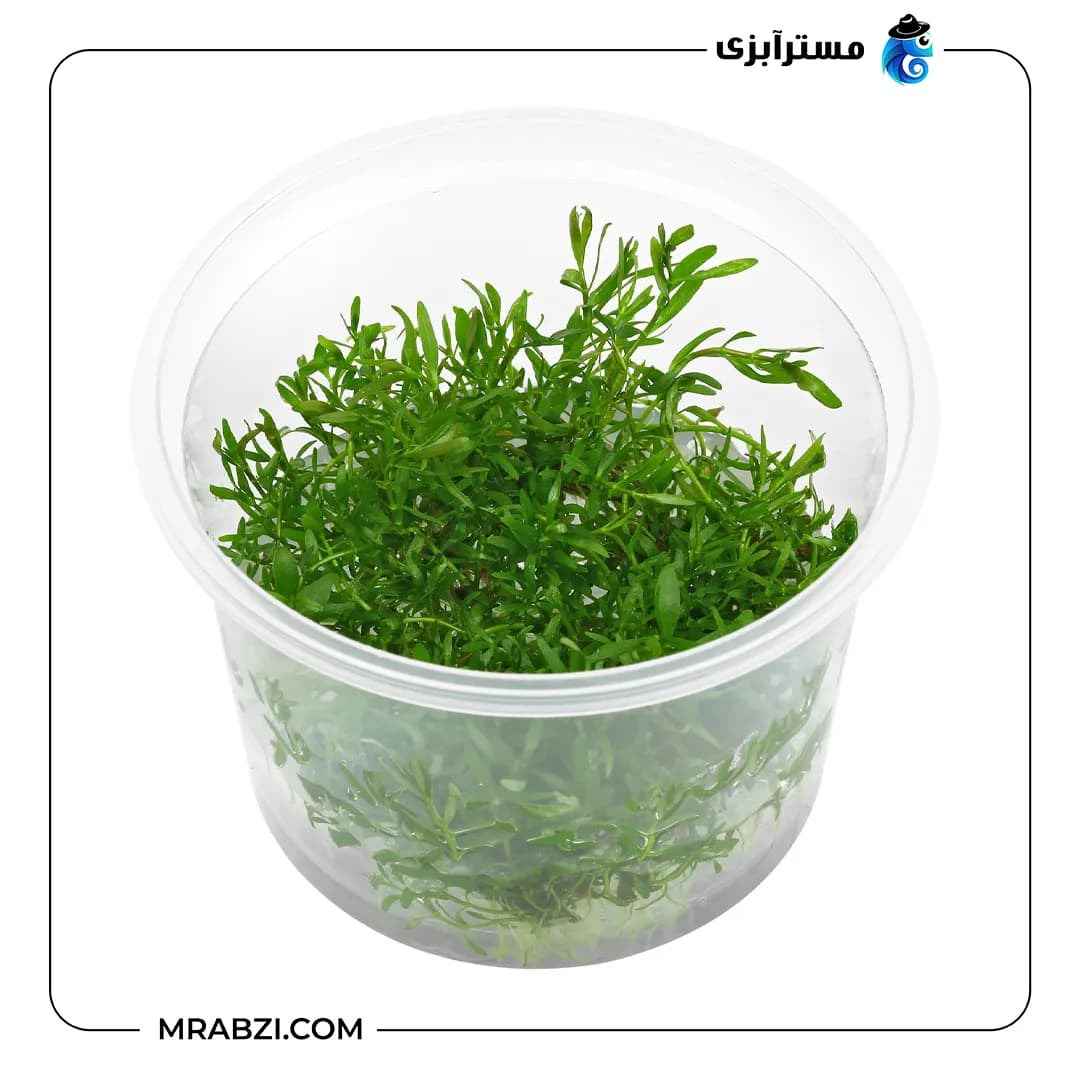 لودویجیا آرکواتا — تصویر ۲