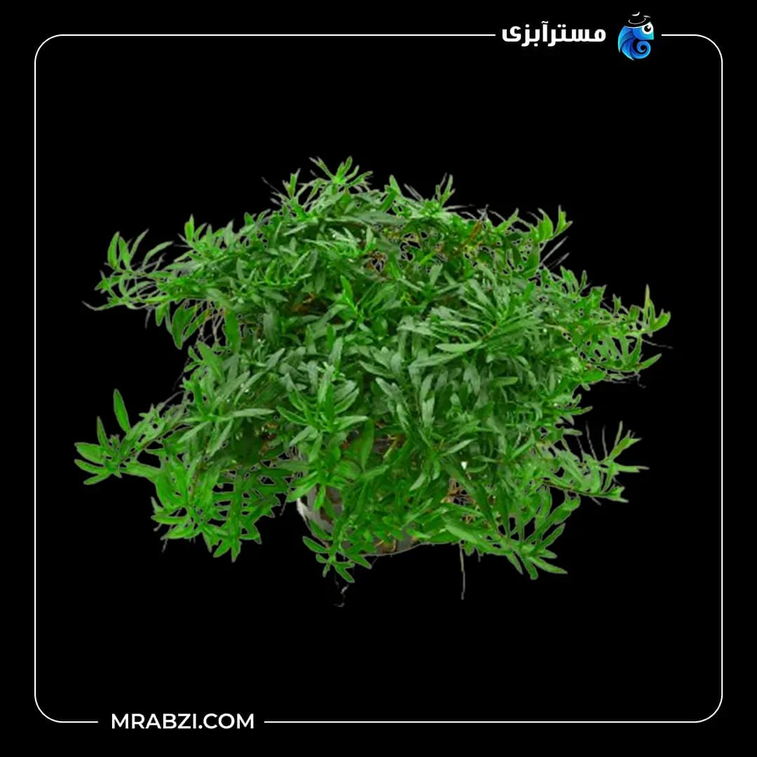 لودویجیا آرکواتا