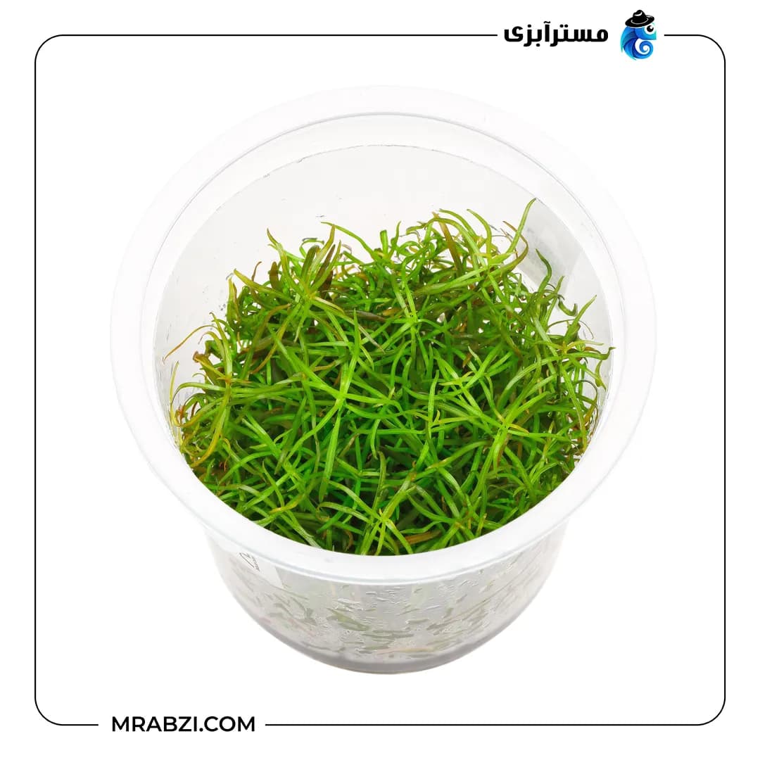 لودویجیا آرکواتا — تصویر ۳