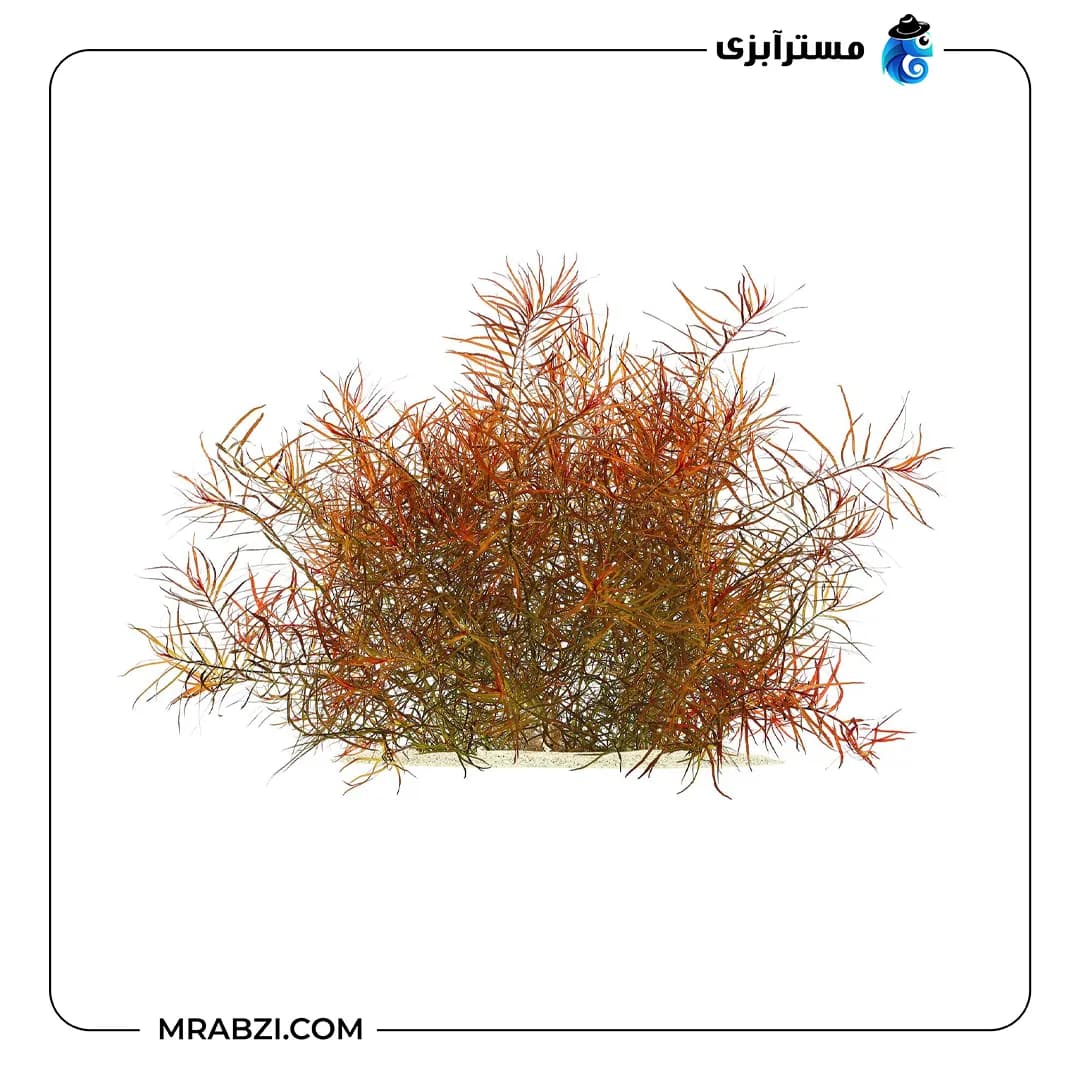 لودویجیا آرکواتا — تصویر ۶