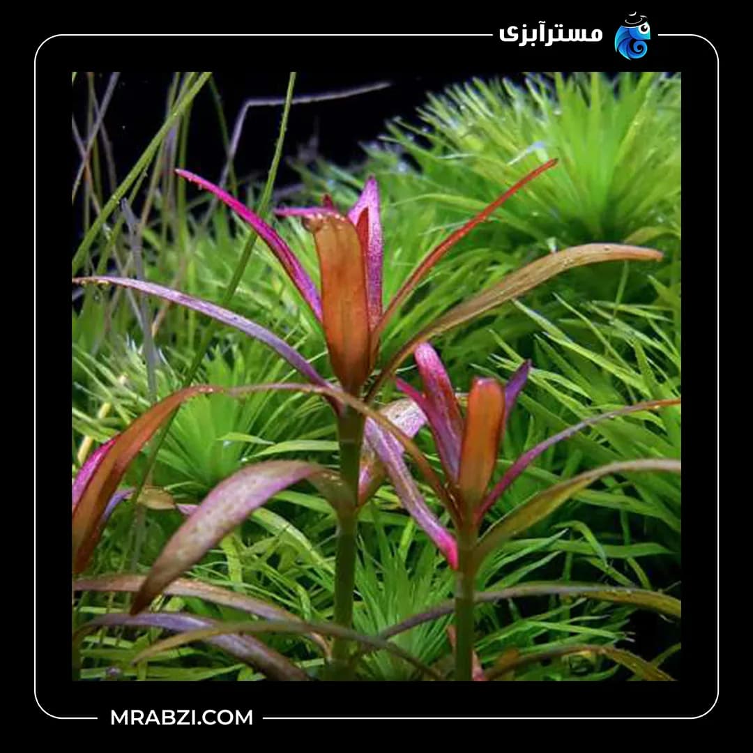 دیودیا کونتزی هیگروفیلا پانتانال — تصویر ۲