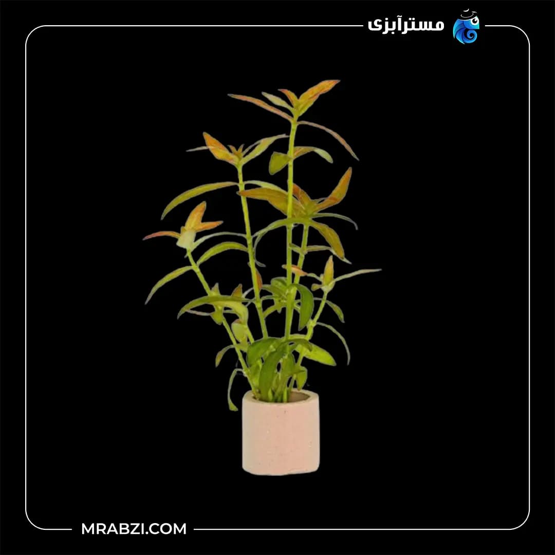 دیودیا کونتزی هیگروفیلا پانتانال