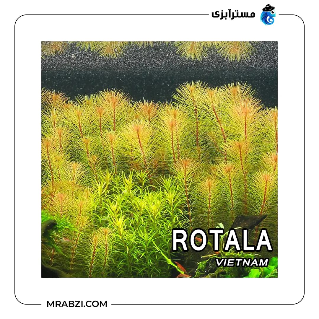 روتالا ویتنام — تصویر ۳