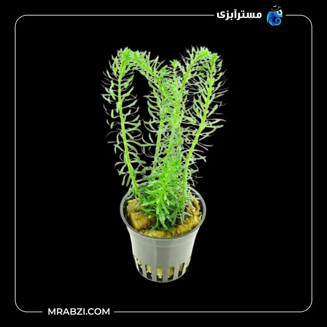 روتالا ویتنام