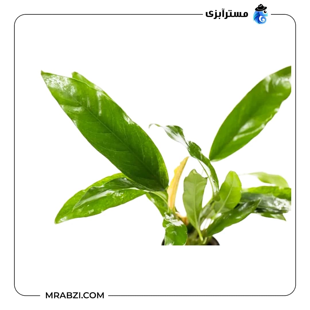 آنوبیاس بارتری وار بارتری — تصویر ۳
