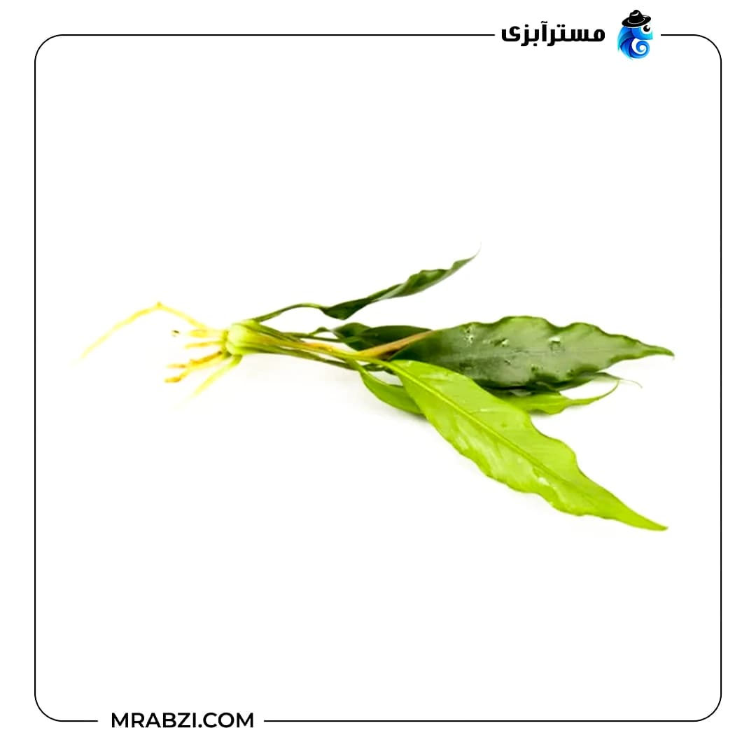 آنوبیاس بارتری وار بارتری — تصویر ۴