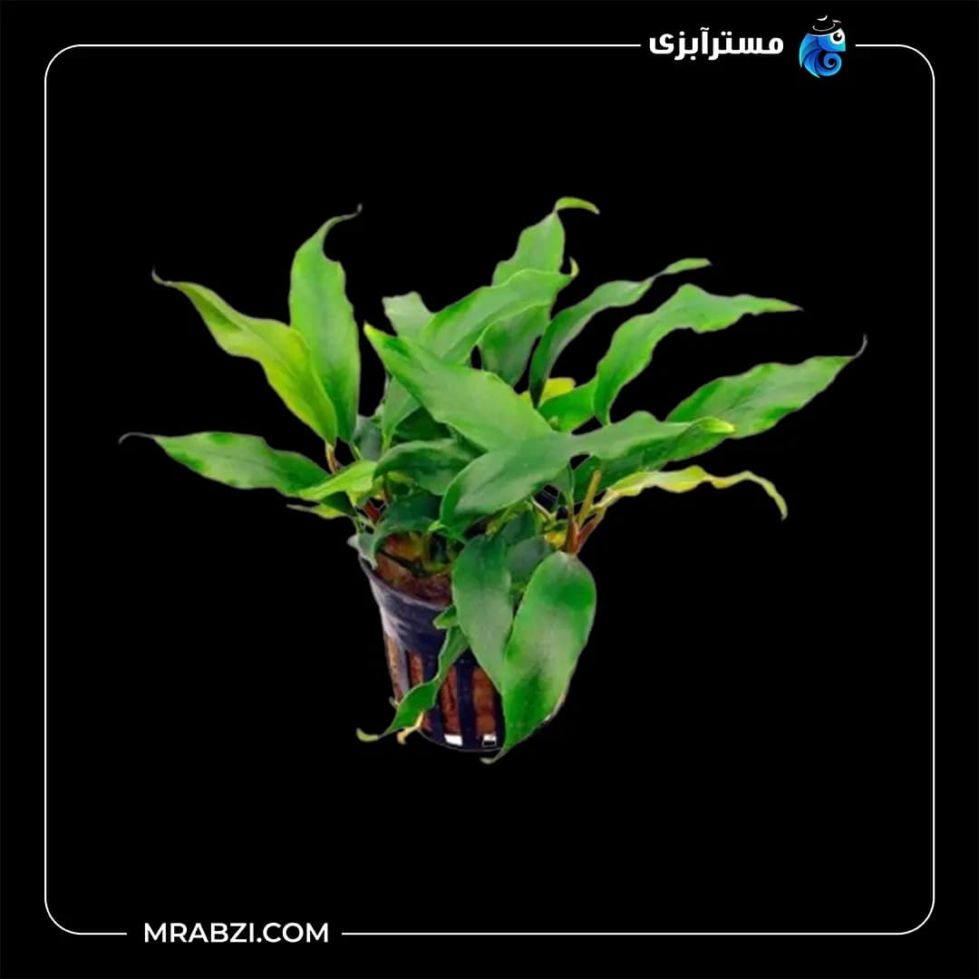 آنوبیاس بارتری وار بارتری
