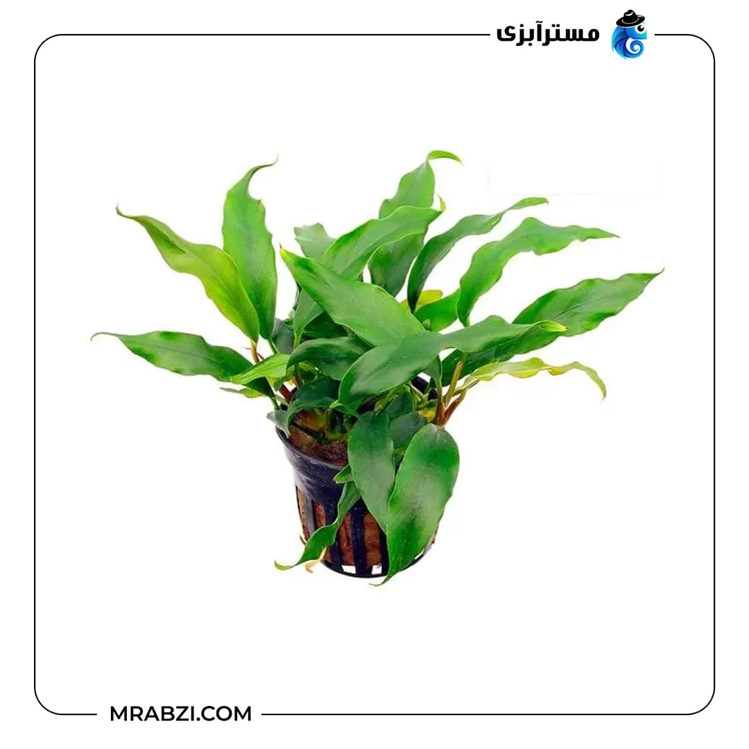 آنوبیاس بارتری وار بارتری — تصویر ۲