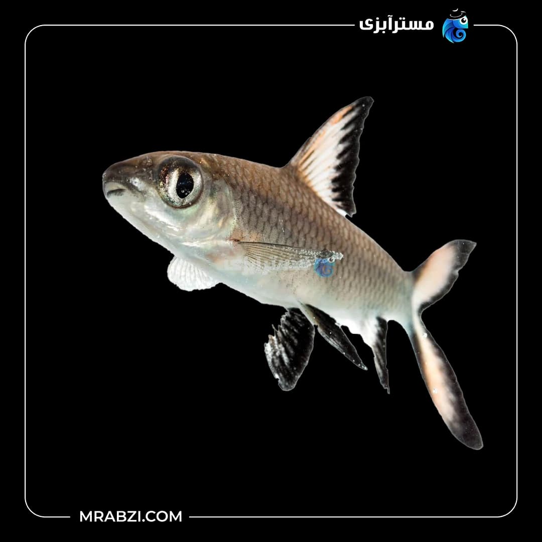 ماهی سیلور شارک