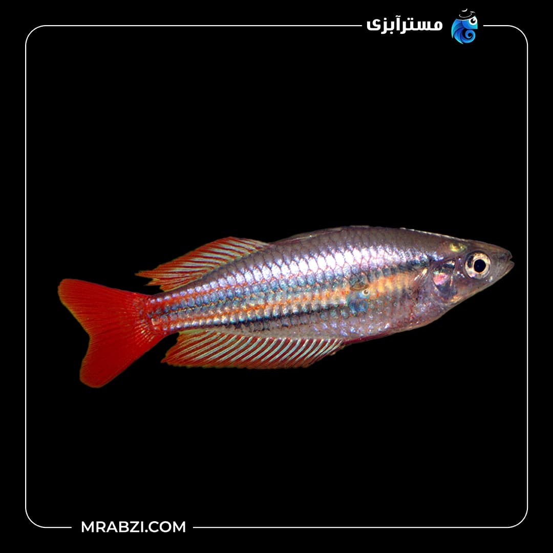 ماهی رمبو ماکولی