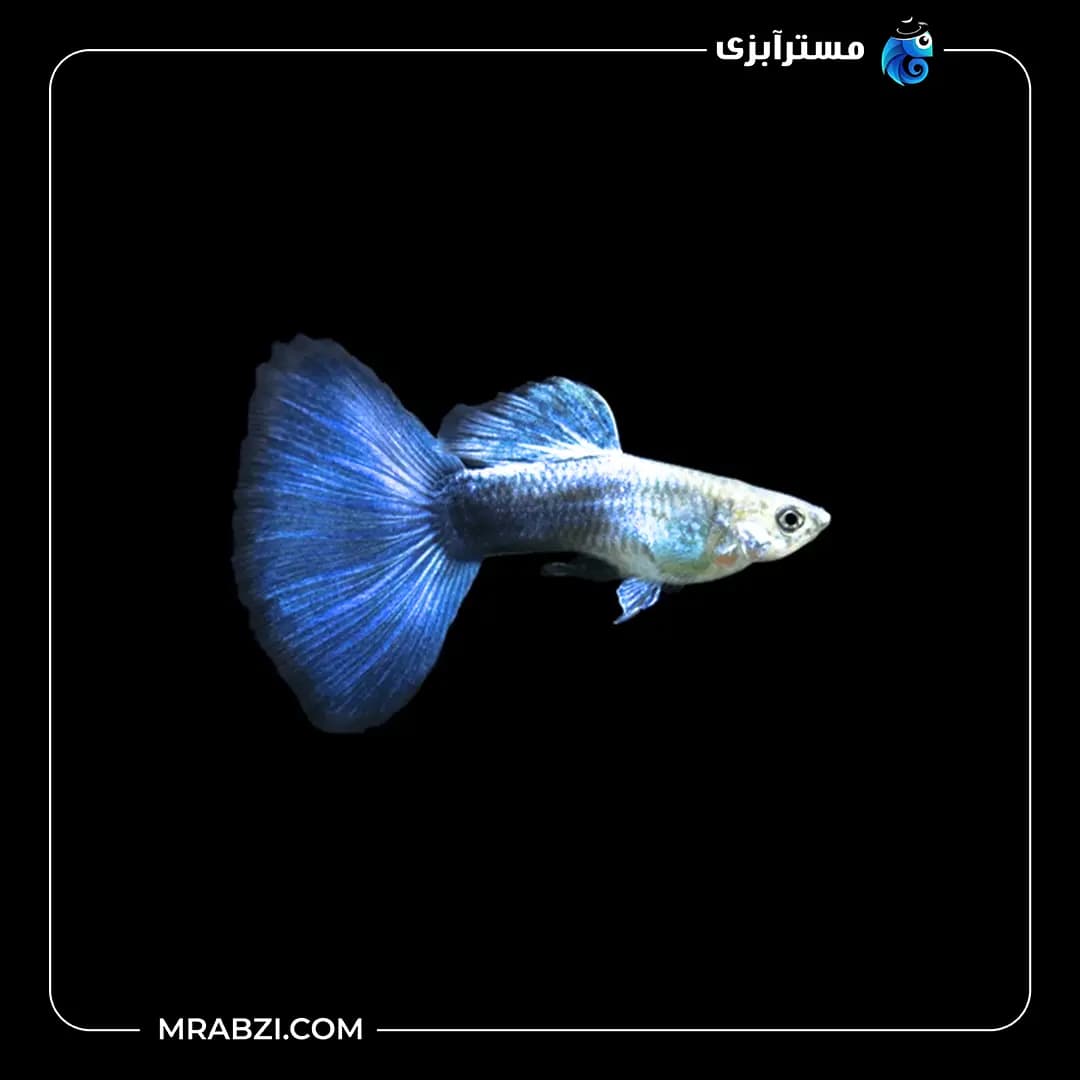 ماهی گوپی بلو توکسیدو (جفت)