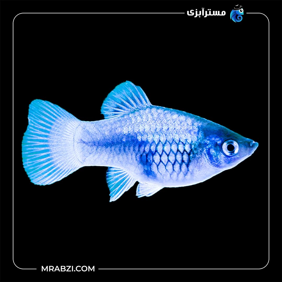 ماهی پلاتی آبی