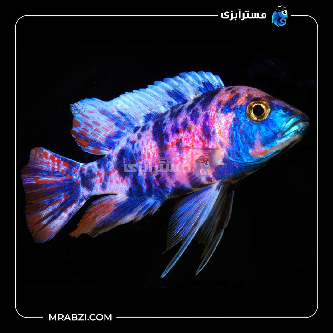 ماهی سیچلاید آلوانکارا
