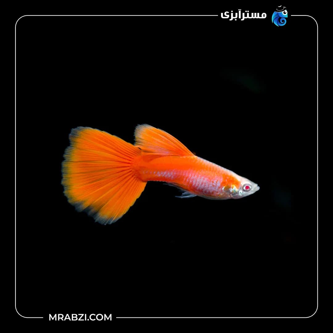 گوپی رد اسکای آلبینو گرید A (جفت)