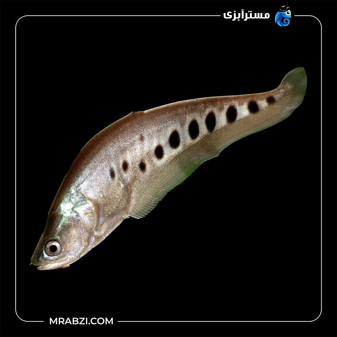 نایف (چاقو ماهی)