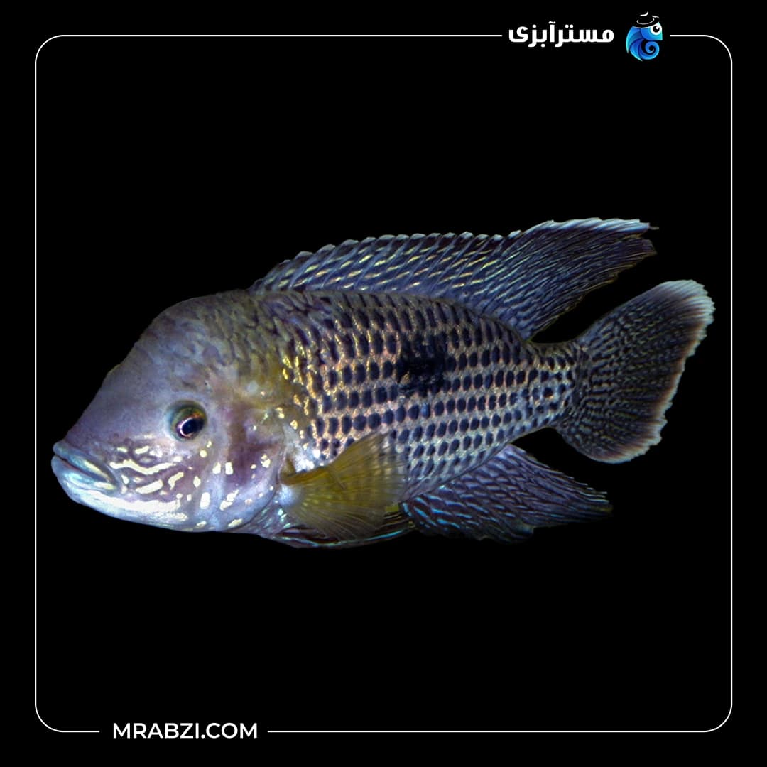 ماهی گرین ترور