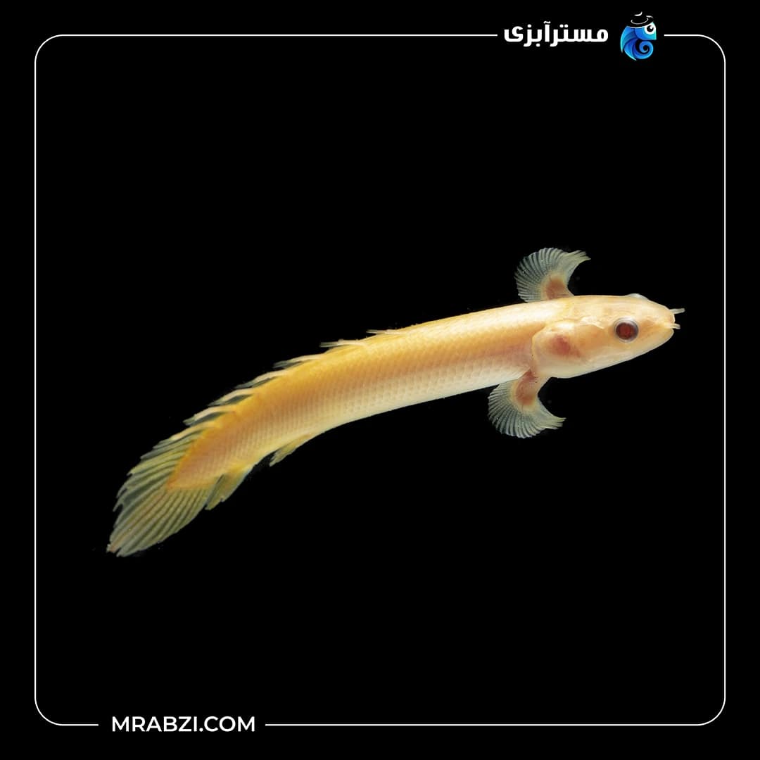 پولی آذرخش (پلی)