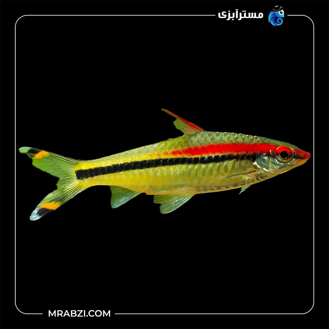 ردلاین