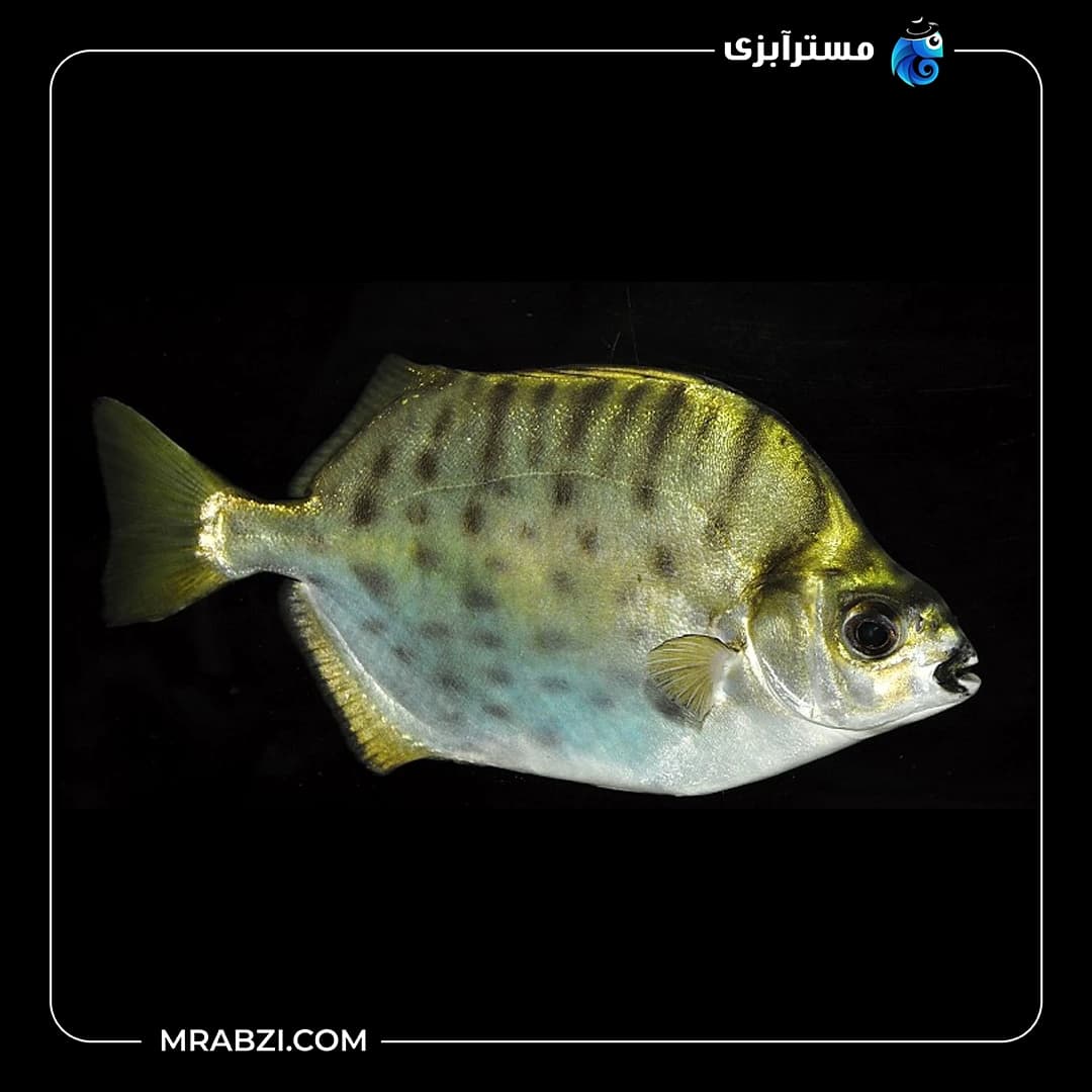 سیلور اسکات