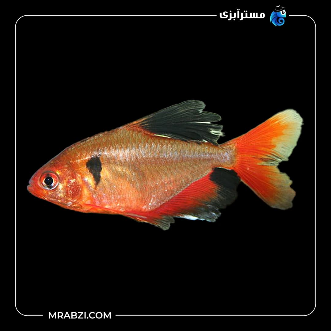 تترا جواهر
