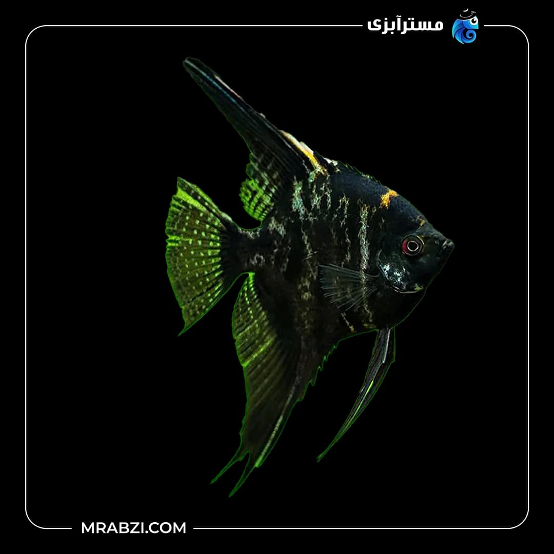 آنجل باله بلند مشکی