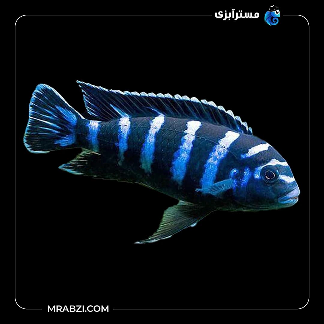 دماسونی