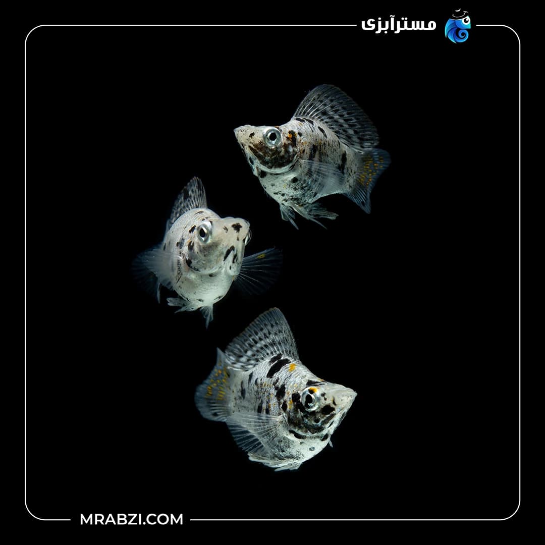 مولی خال دار