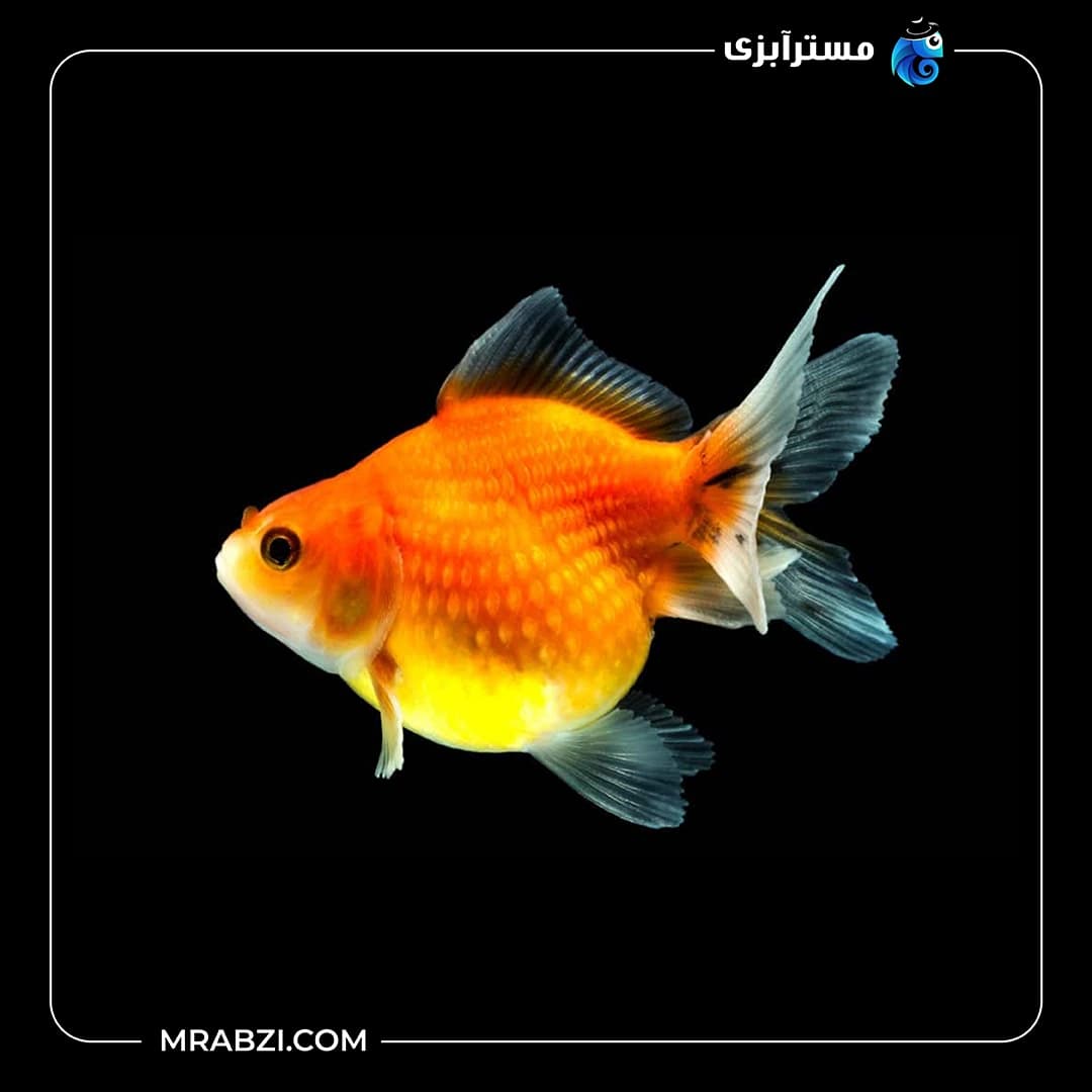 گلدفیش پرل اسکال