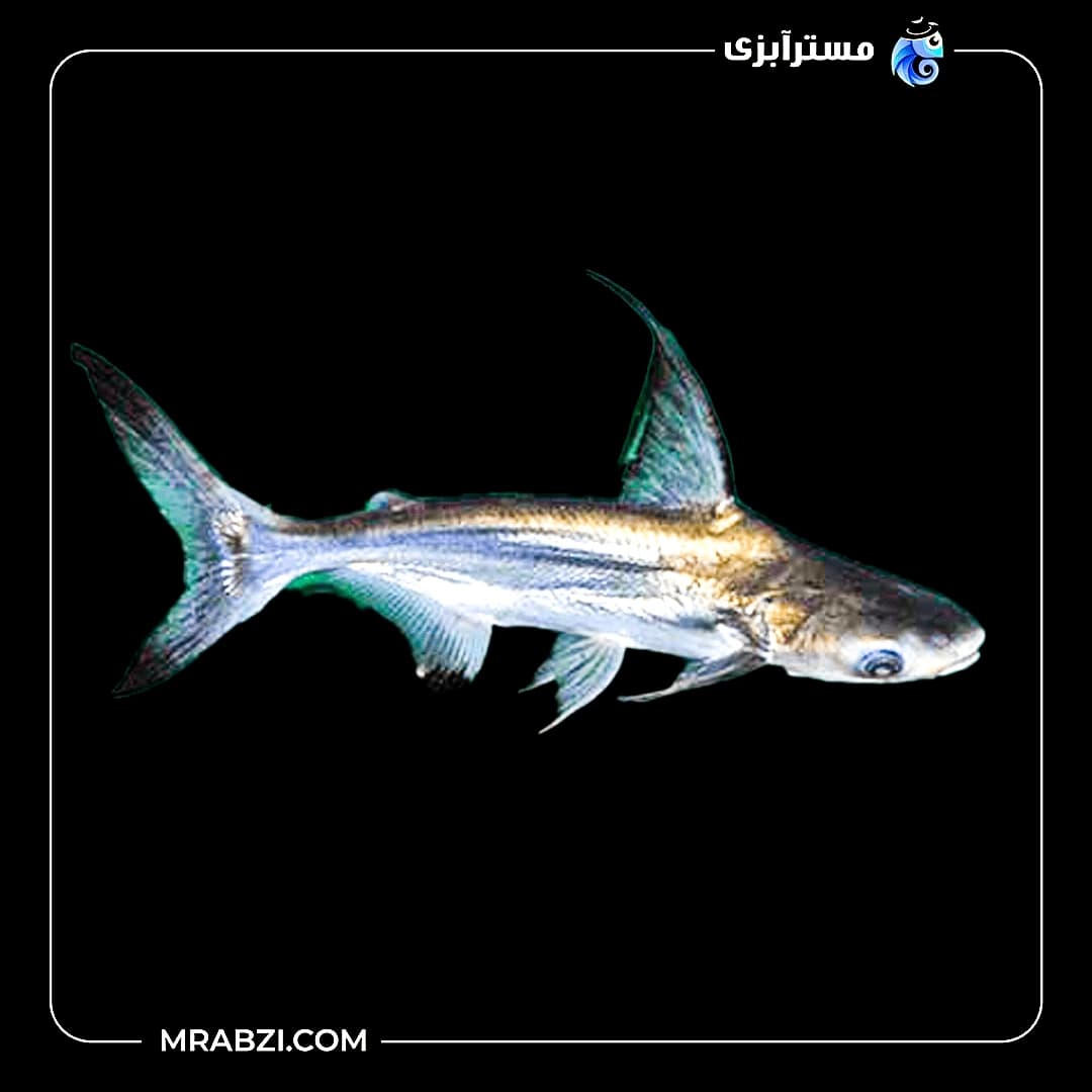 ماهی پنگوسی باله بلند