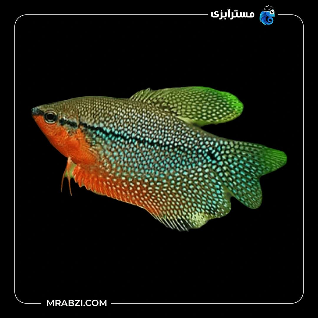 پرل گورامی