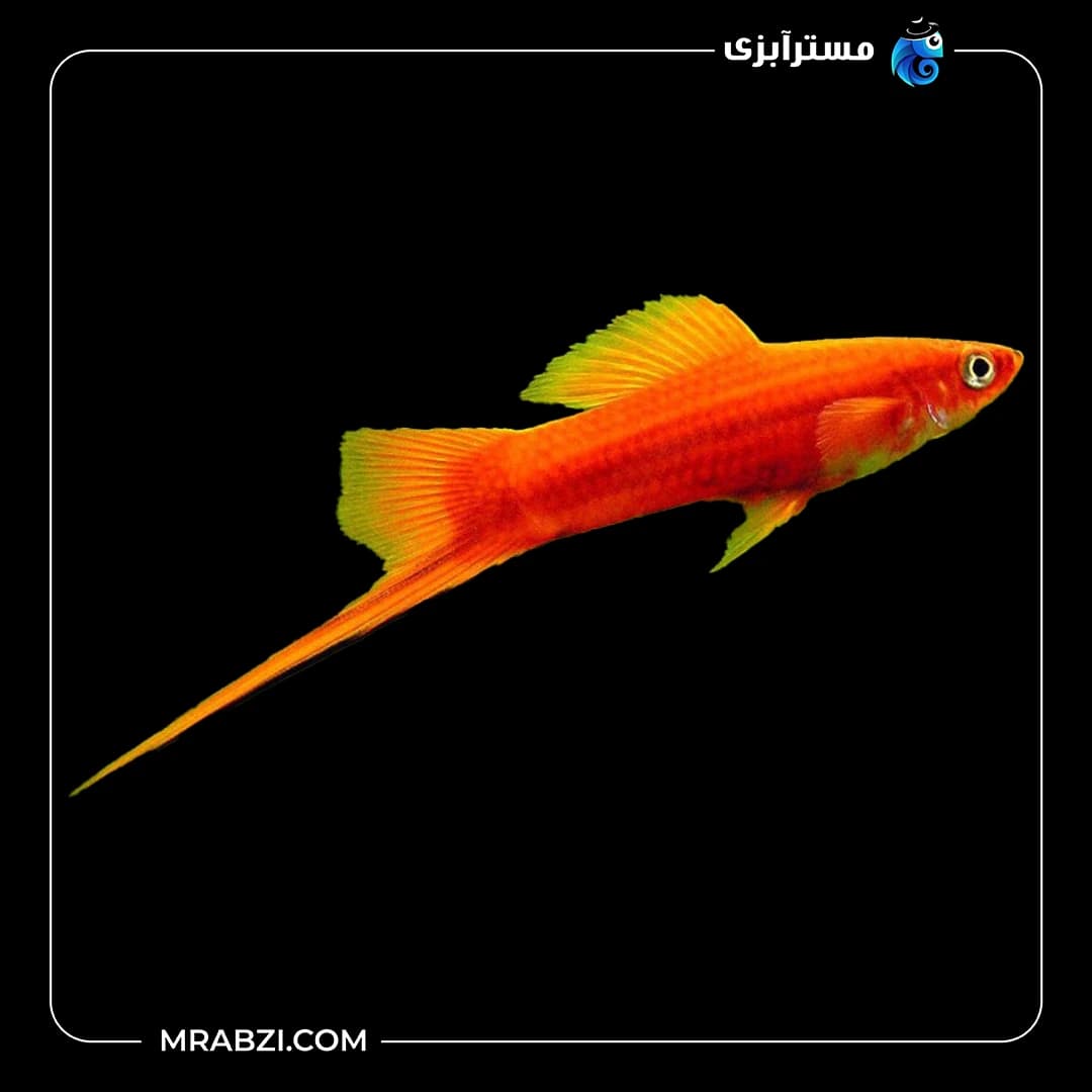 سوارتیل |Xiphophorus