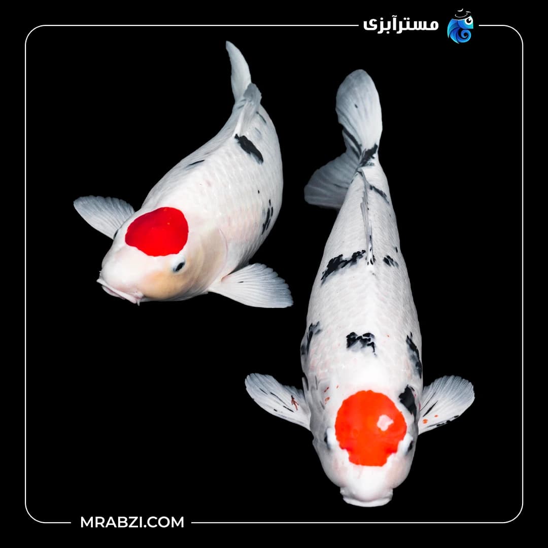 کوی نارنجی سفید
