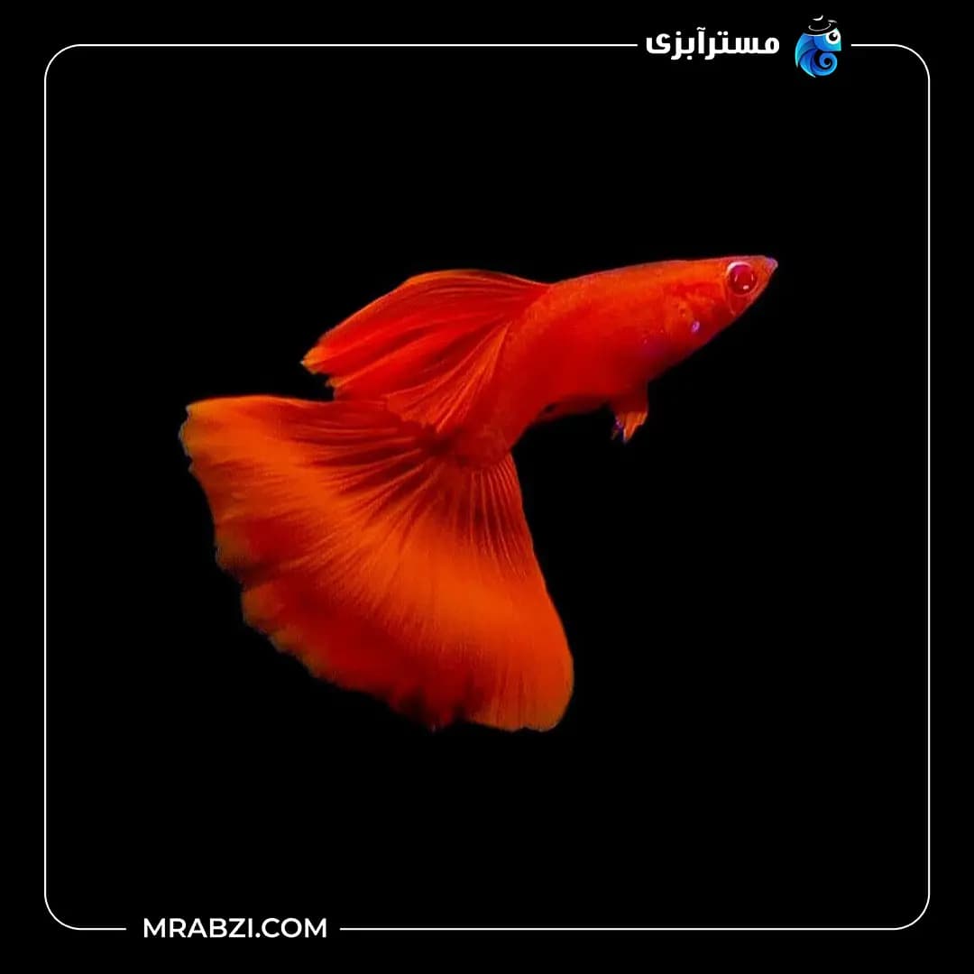 گوپی فول رد سوپر سایز مولد گرید A (جفت)