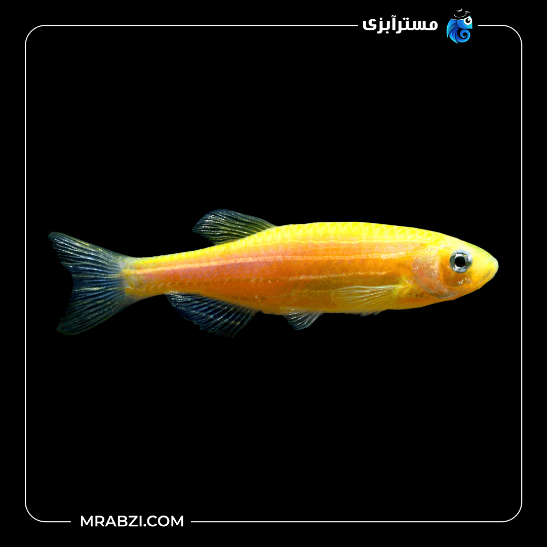 زبرا نارنجی