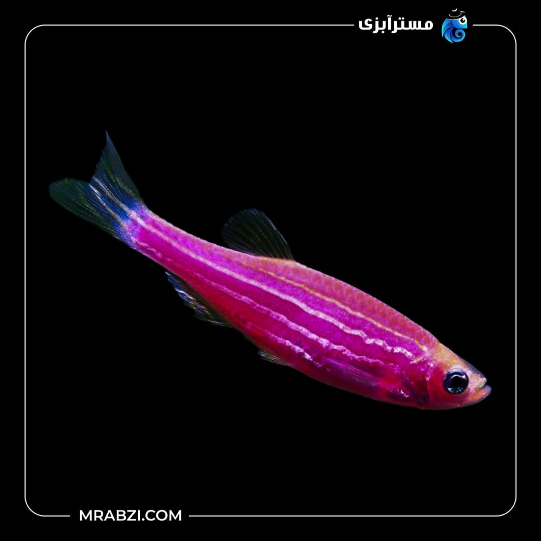 زبرا صورتی