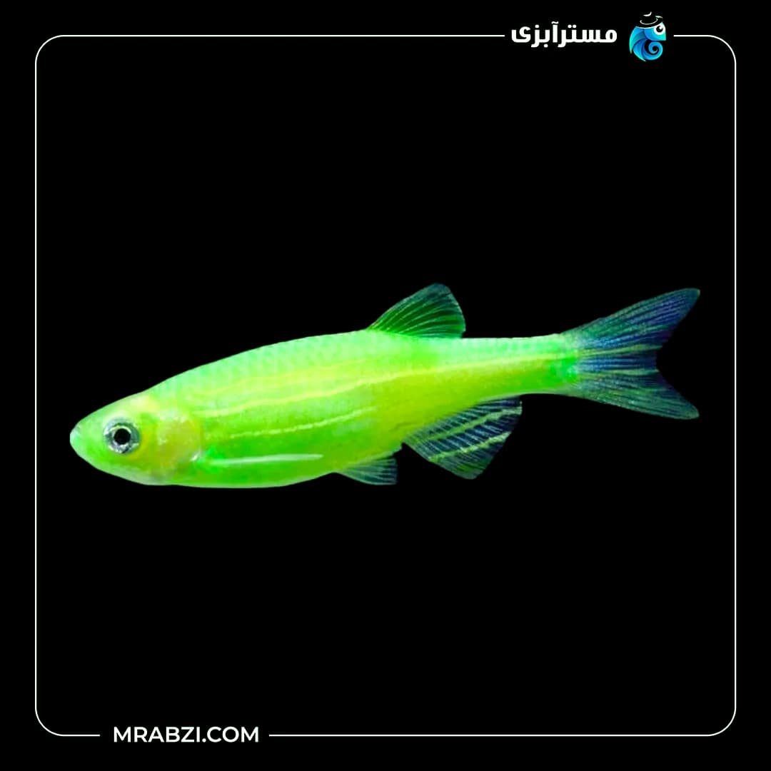 زبرا سبز