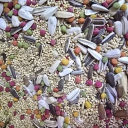 غذای عروس هلندی کوتوله برزیلی مرغ عشق طوطیسانان (هزینه ارسال پس کرایه) — تصویر ۲