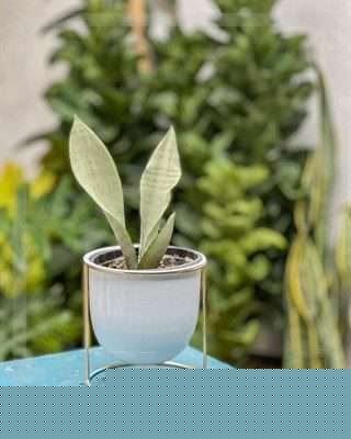 سفارش گل برای تحویل در دفاتر اسناد رسمی در کرج