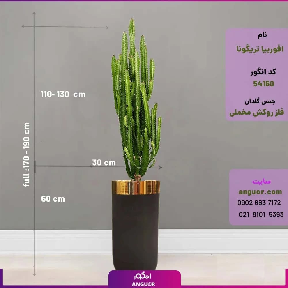 گلدان فلزی روکش مخملی با افوربیا تریگونا — تصویر ۴