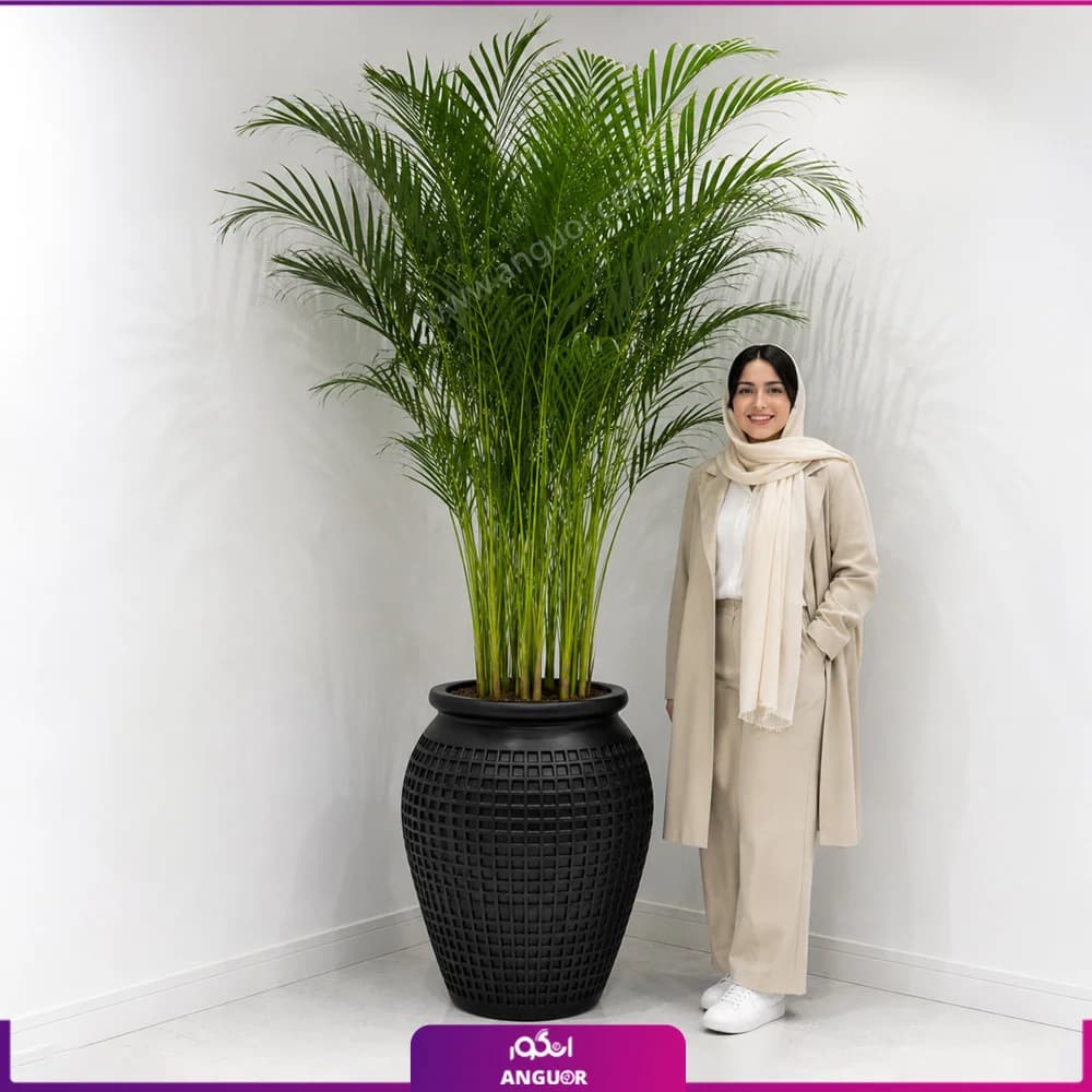 نخل اریکا با گلدان فایبر گلاس طرح خمره ای