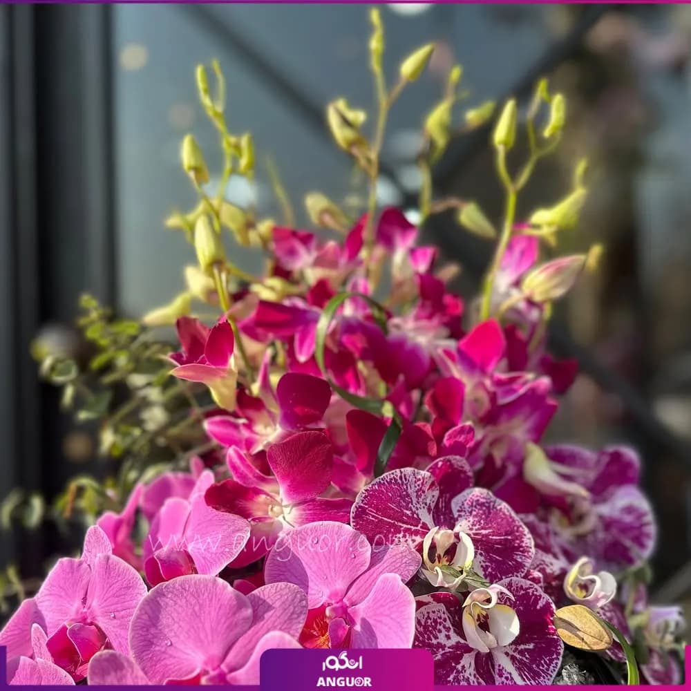 جام گل رخ ناز گل (ژیپسوفیلا و ارکیده) — تصویر ۲